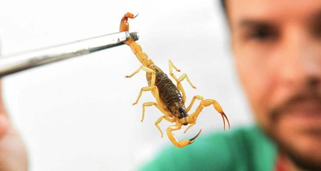 Adolescentes californianos encontram e batizam 2 novas espécies de escorpião