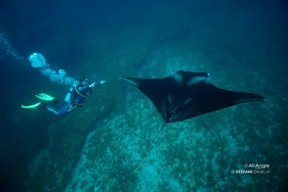 Nova espécie de raia-manta é identificada em Fernando de Noronha