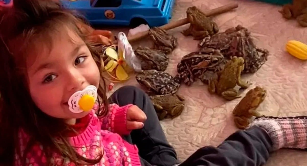 Conheça a menina de 2 anos que convive com sapos em Santa Catarina
