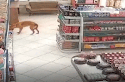Cachorro rouba pão de mercado