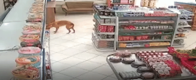 Cachorro rouba pão de mercado