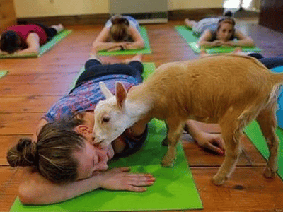 ioga com cabras