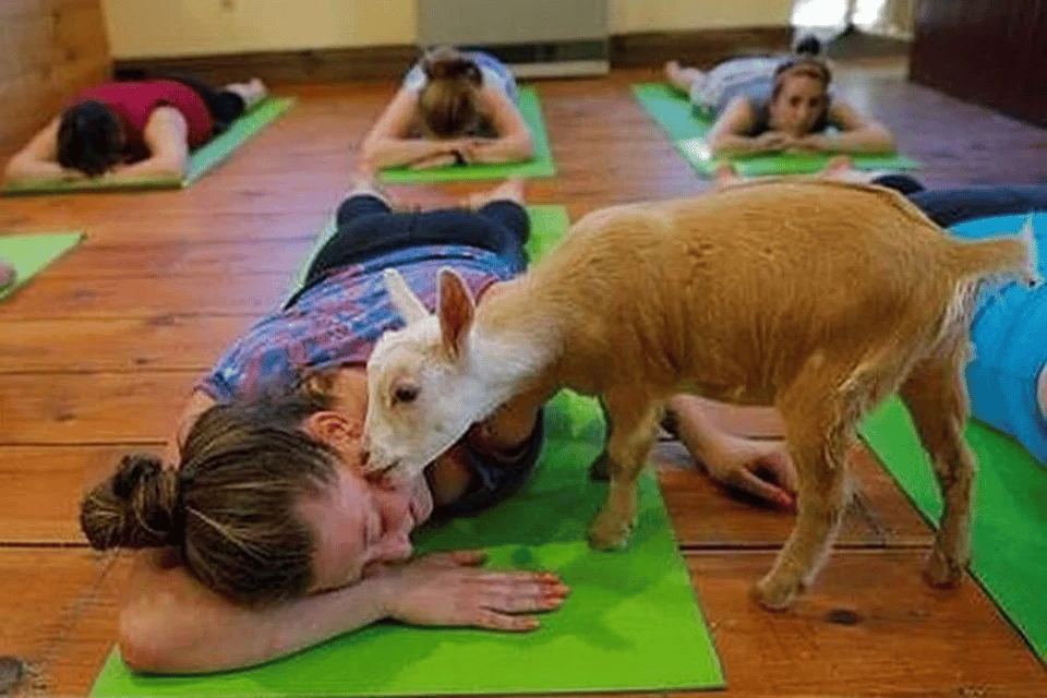ioga com cabras