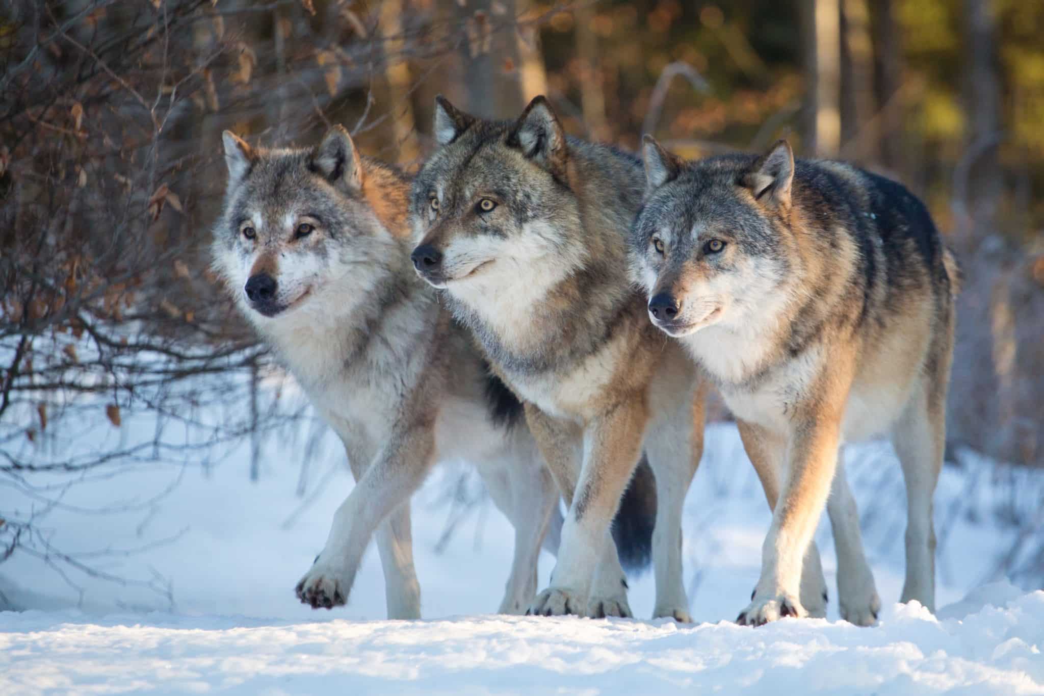 Recompensa para identificar quem matou lobos com veneno é de R$ 270 mil