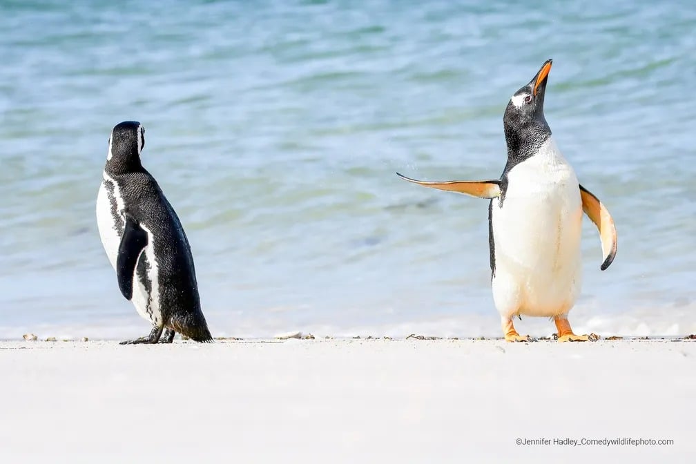 Essas são as finalistas de fotos bem humoradas da natureza