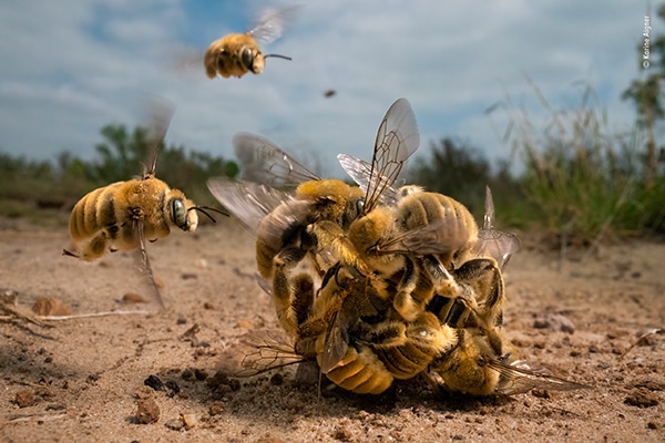 fotografias abelhas