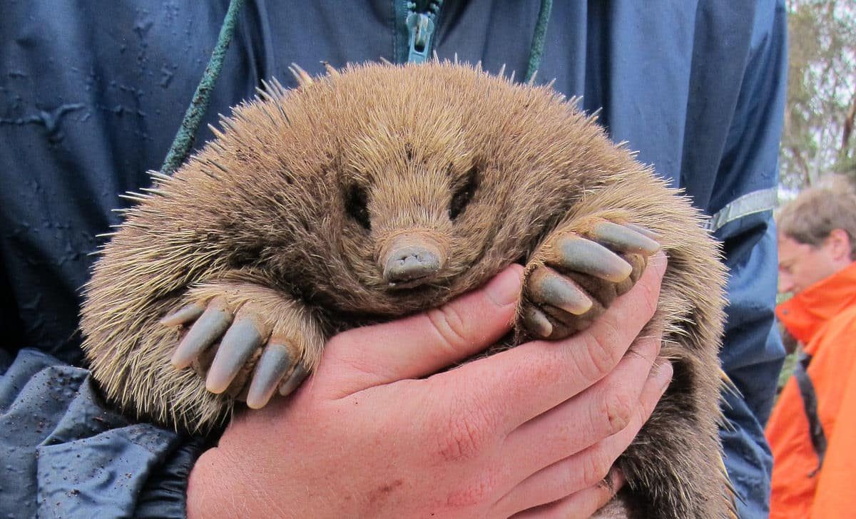 Por que esse animal tem órgão genital com quatro cabeças?