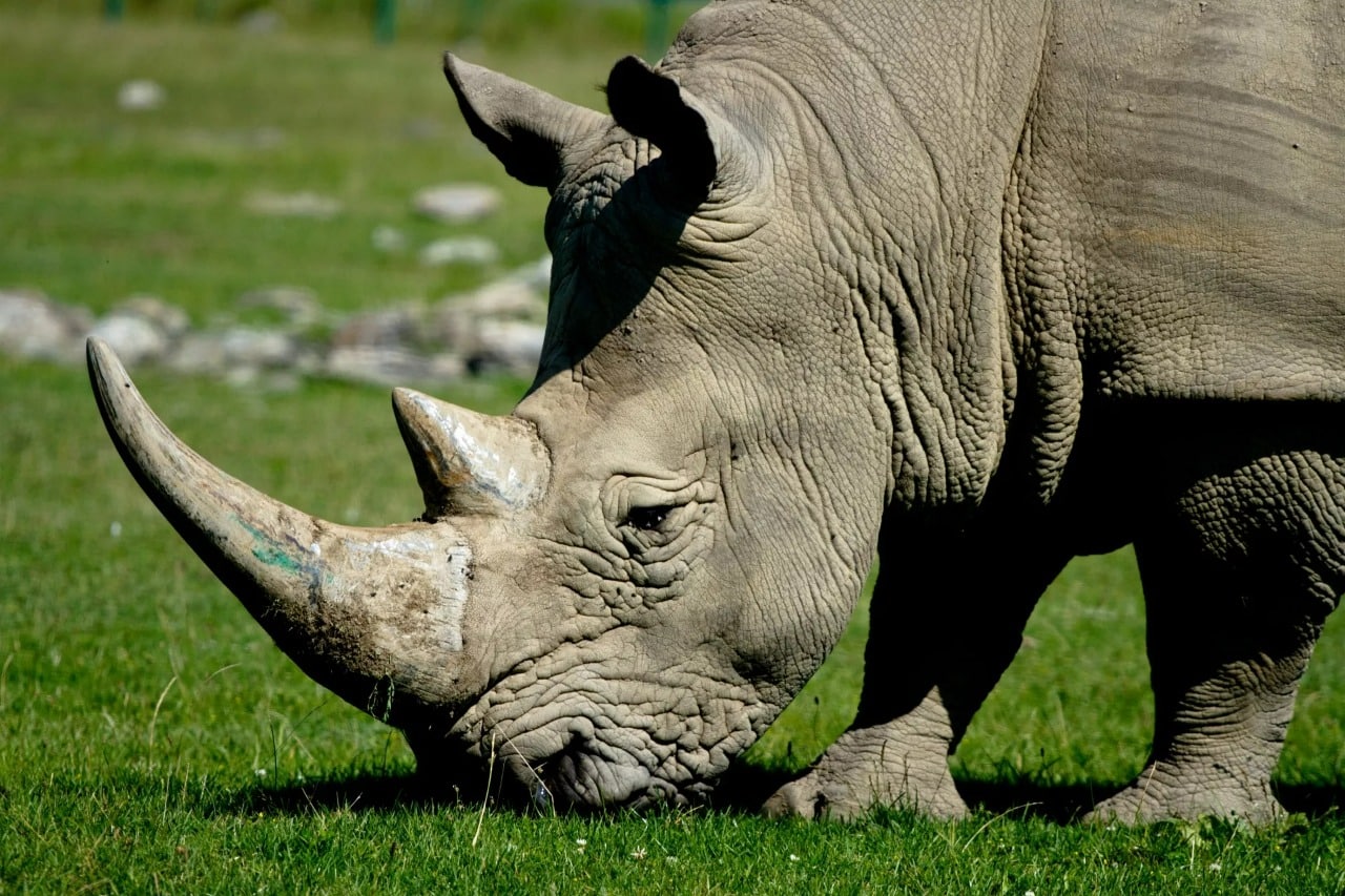 Rinocerontes sofreram seleção genética. Entenda