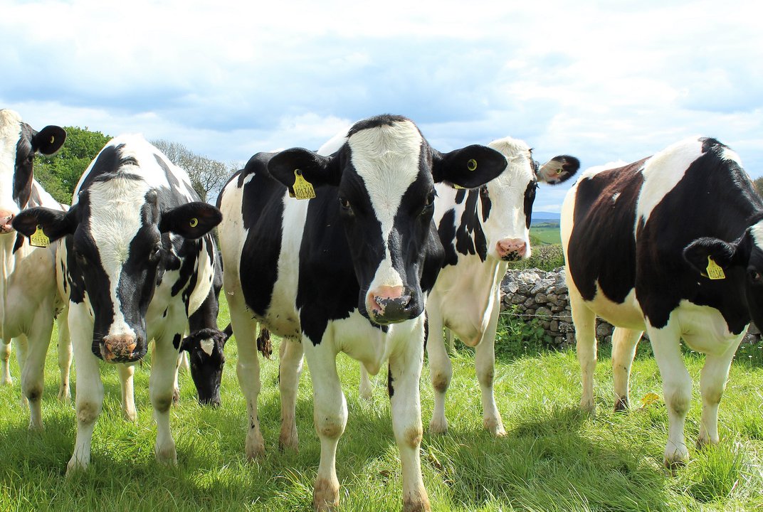 As vacas que produzem leite alucinógeno 5 vacas 1
