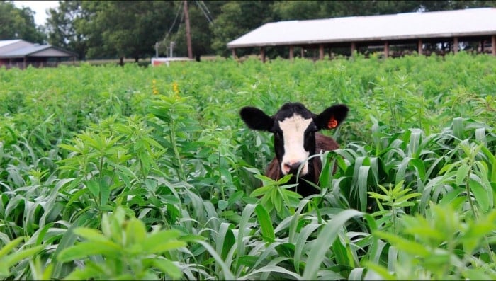 As vacas que produzem leite alucinógeno 10 vacas 2