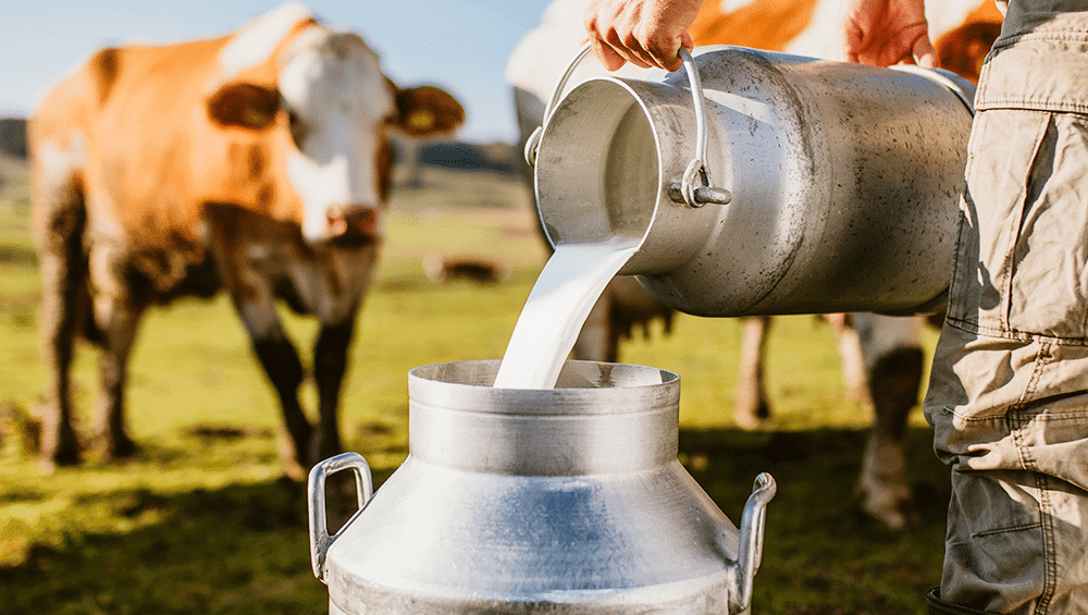 As vacas que produzem leite alucinógeno 11 vacas 3