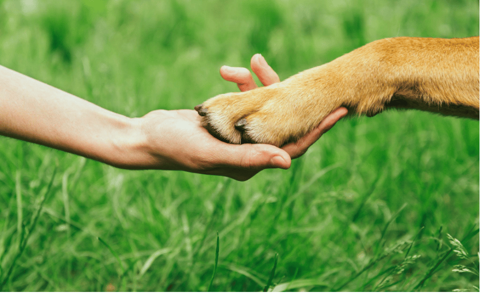 patas de cachorro