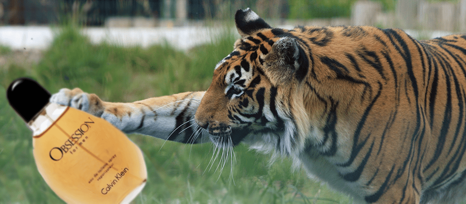Esse perfume da Calvin Klein é usado por cientistas para atrair animais