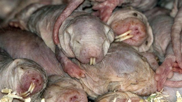 Maior roedor do mundo luta de forma surpreendente contra o câncer