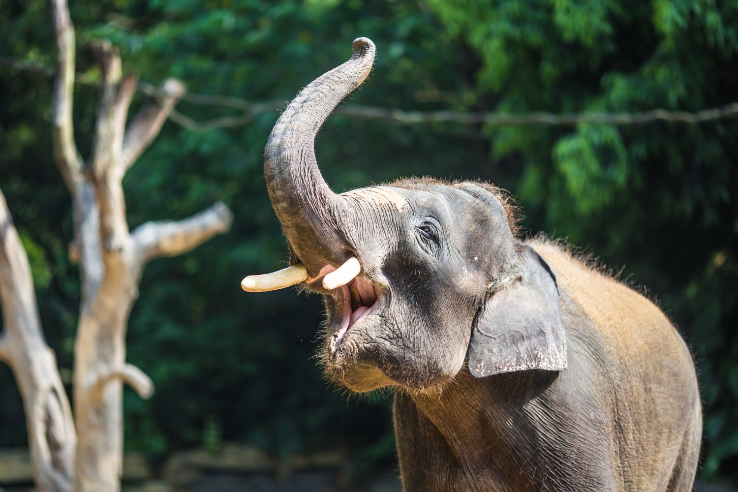 Veja vídeo de elefante descascando uma banana com a tromba antes de comê-la