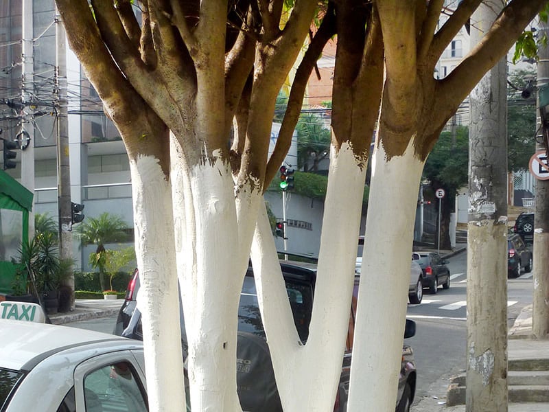 contioutra.com - &Aacute;rvores com troncos brancos est&atilde;o por toda parte - e quase ningu&eacute;m sabe o real motivo