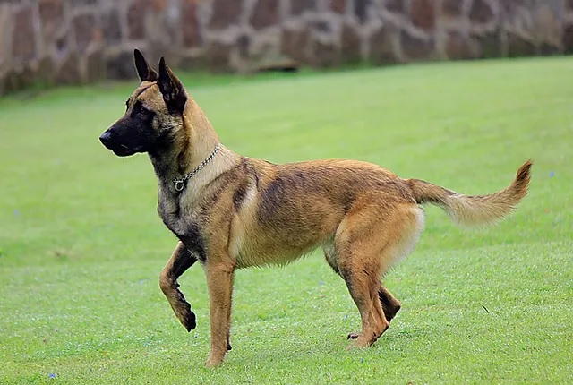 Novo estudo revela: Pastor Belga Malinois é a raça de cão mais