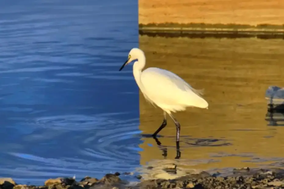 Foto estranha parece montagem e viraliza por ser natural!