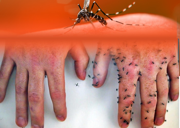 Por que algumas pessoas são picadas por mosquitos e outras não?