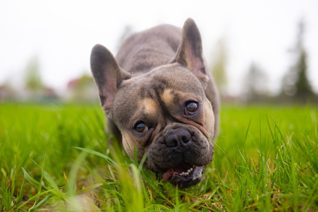 Esse é o motivo pelo qual seu cachorro adora comer grama