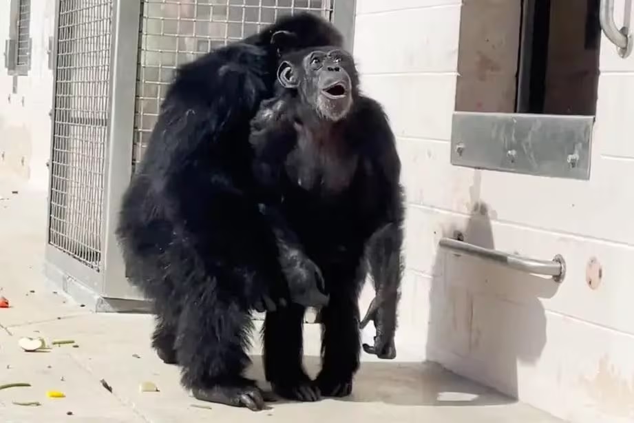 Vídeo mostra a reação de chimpanzé de 29 anos ao ver o céu pela primeira vez