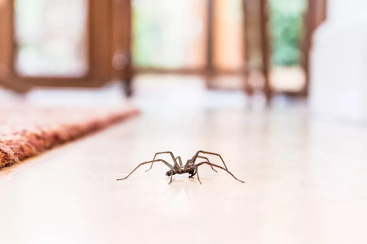 Adeus às aranhas: conheça o truque definitivo para eliminá-las