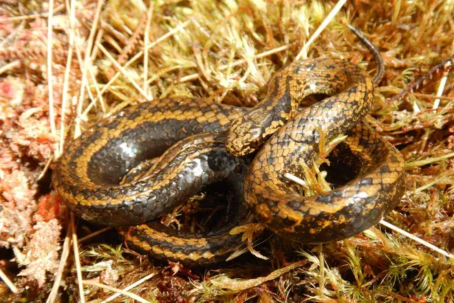 Cobra em homenagem a Harrison Ford é descoberta em floresta do Peru