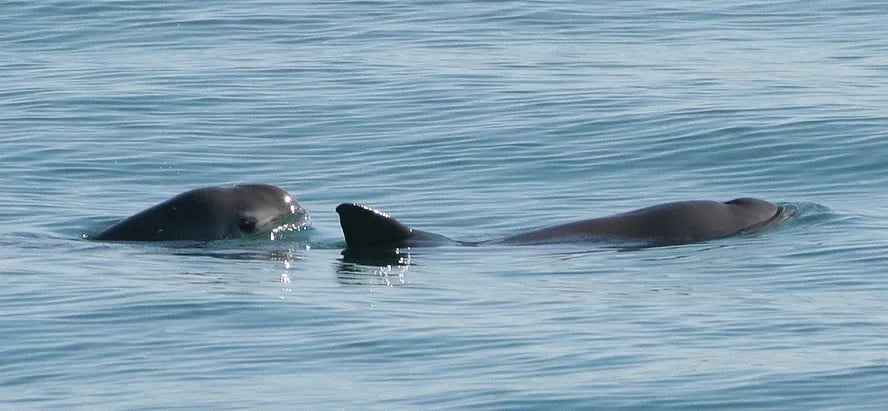 Alerta de extinção é emitido para animal marinho raríssimo pela 1ª vez