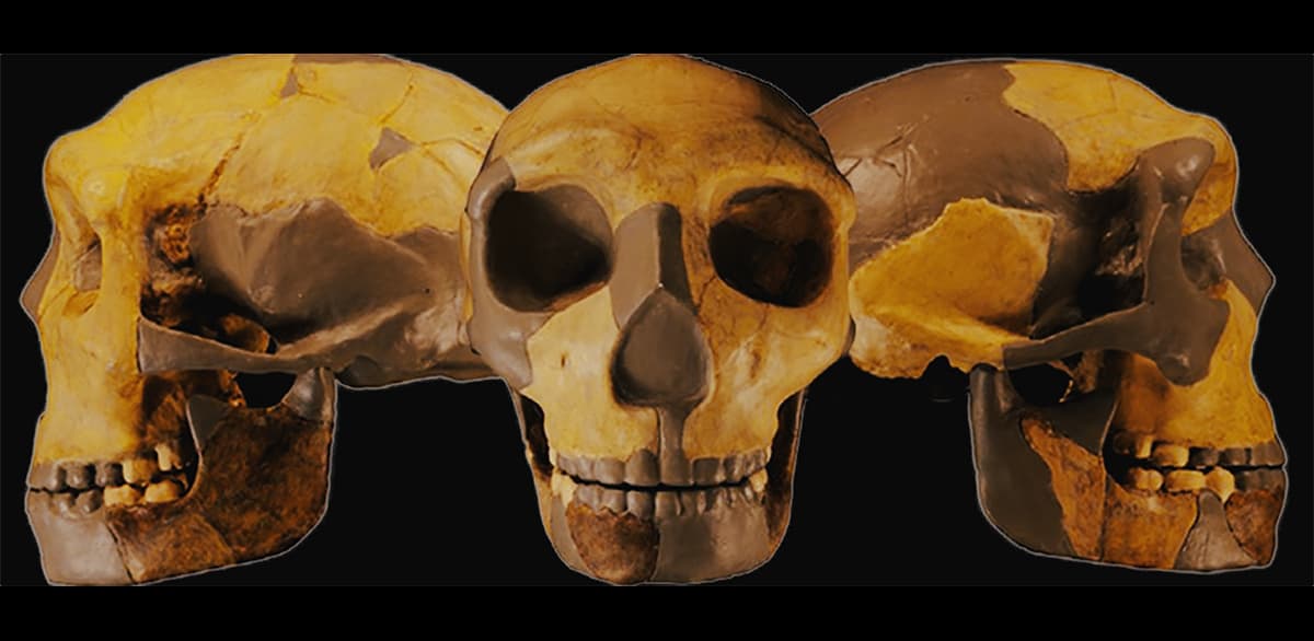 Misterioso crânio encontrado fossilizado pode ser de nova espécie humana