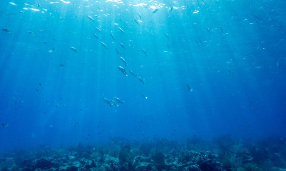 Animais marinhos correm sério risco com aquecimento dos oceanos