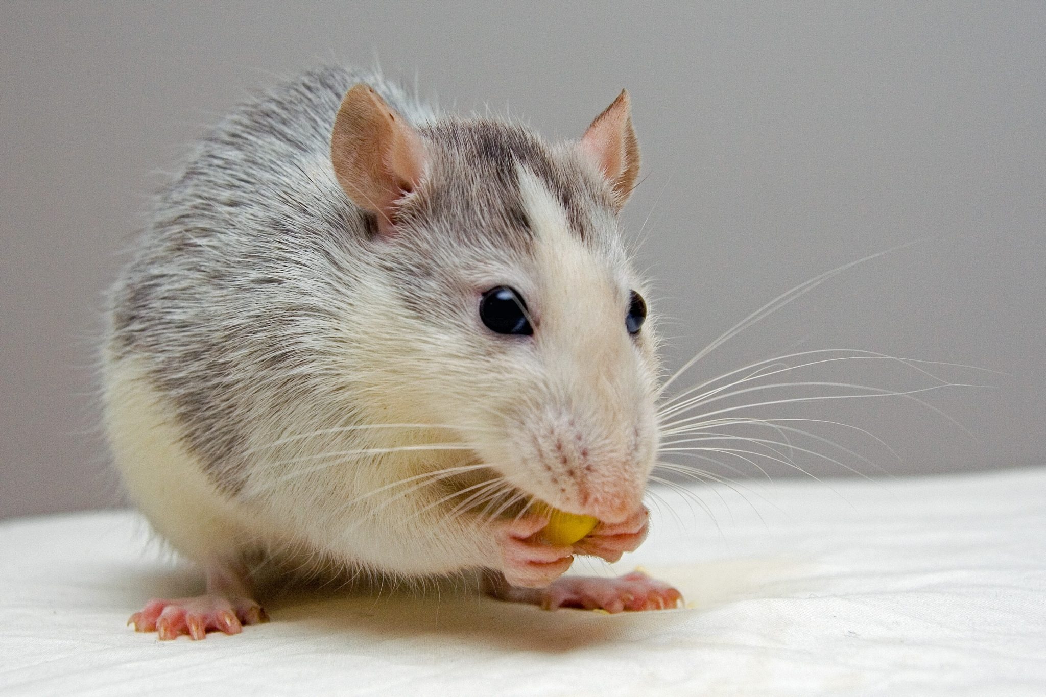 Ratos sentem cócegas, divertem-se e até riem