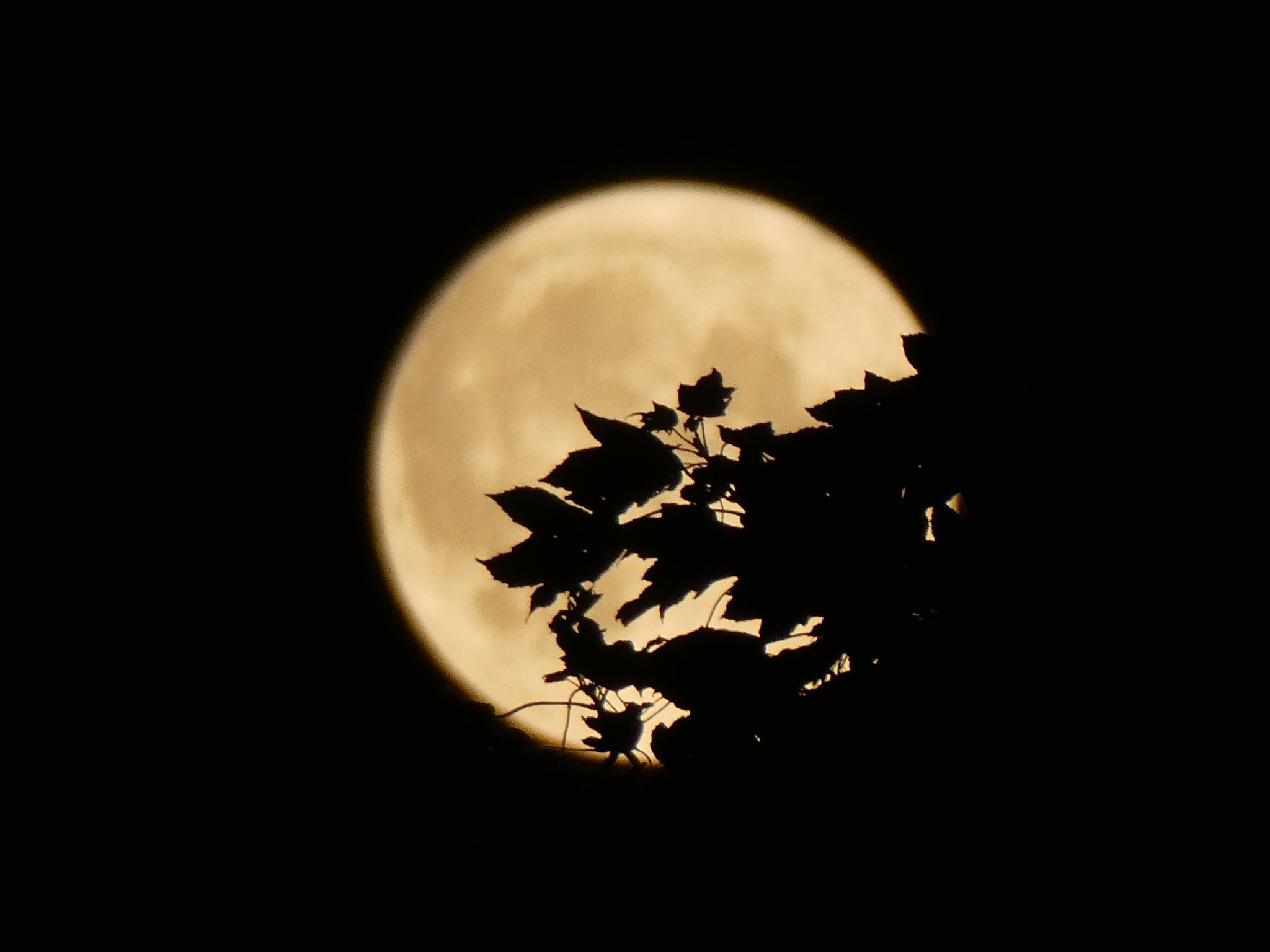 Superlua Azul: veja imagens da maior lua cheia de 2023