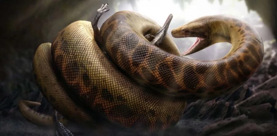 AS MAIORES COBRAS DO MUNDO! Serpentes gigantes que existem de