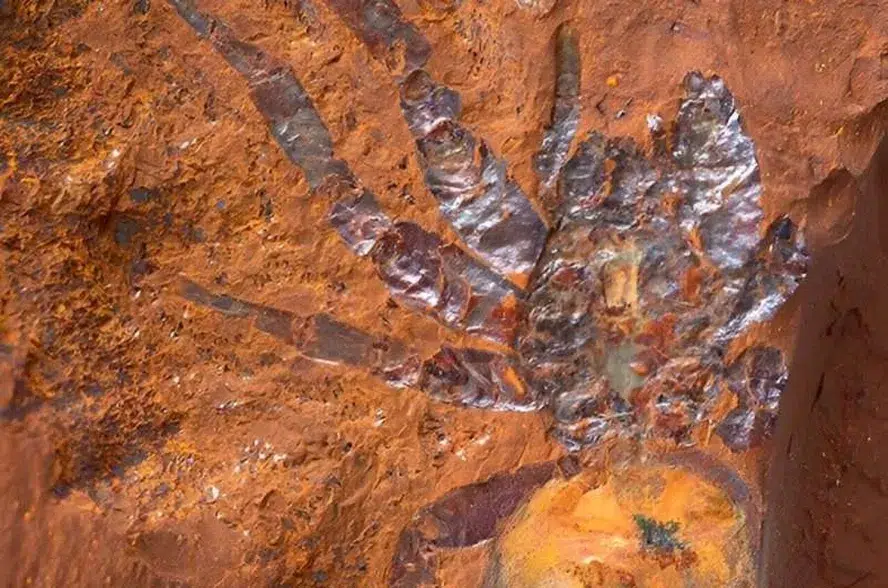 Com ao menos 11 milhões de anos, aranha inédita é descoberta na Austrália
