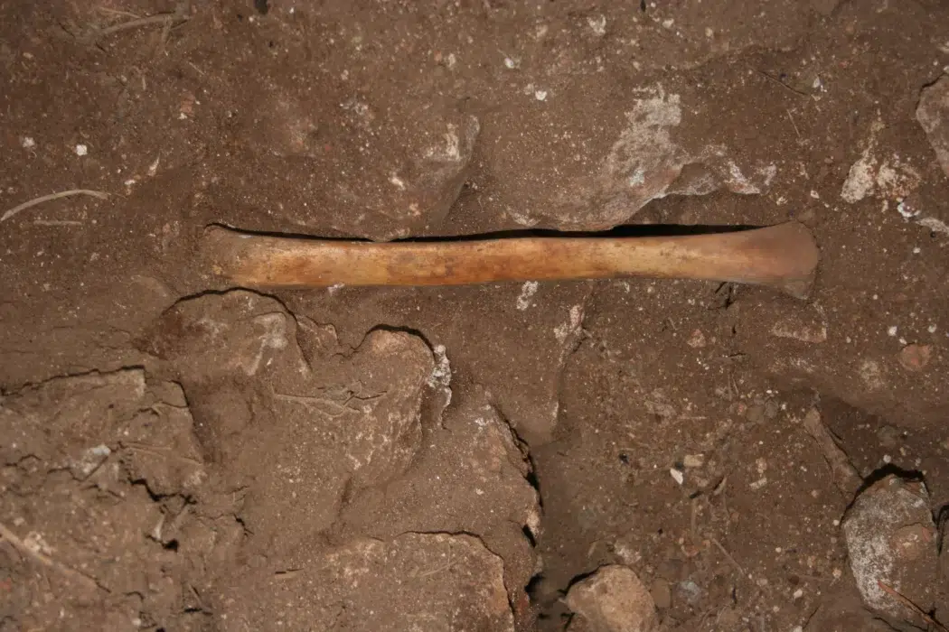 Arqueólogos descobrem indícios de uso de ossos humanos como ferramentas e alimento na Espanha