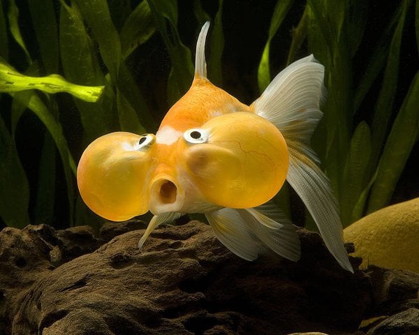É possível um peixe 'se afogar'?