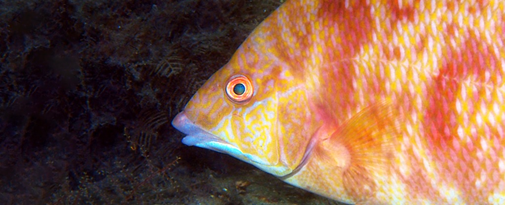 Esse peixe que muda de cor pode ”ver” com sua pele