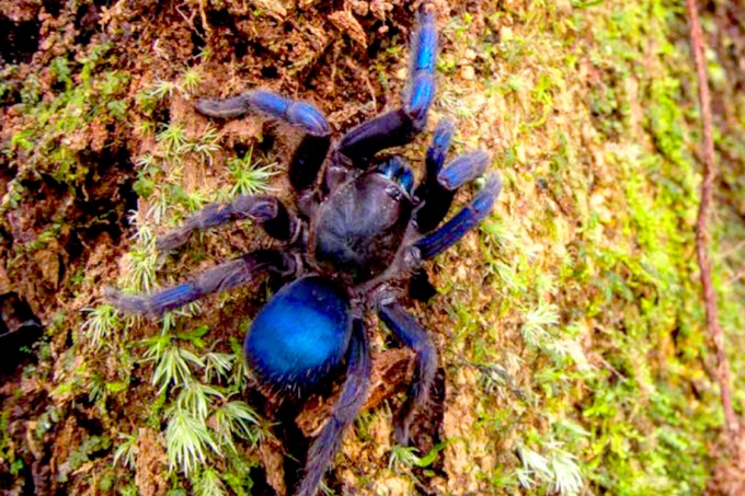 Nova espécie de tarântula com a cor mais rara da natureza é encontrada na Tailândia