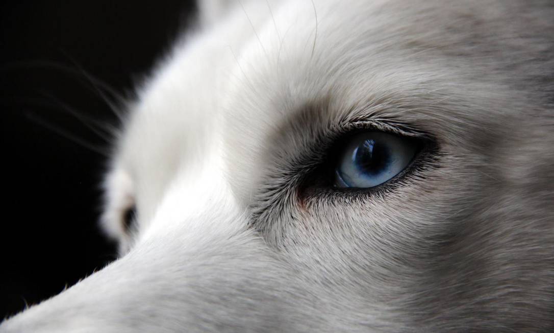 Teste de DNA revela por que o husky siberiano tem olhos azuis