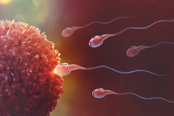 Espermatozoides foram detectados desafiando uma das principais leis da física