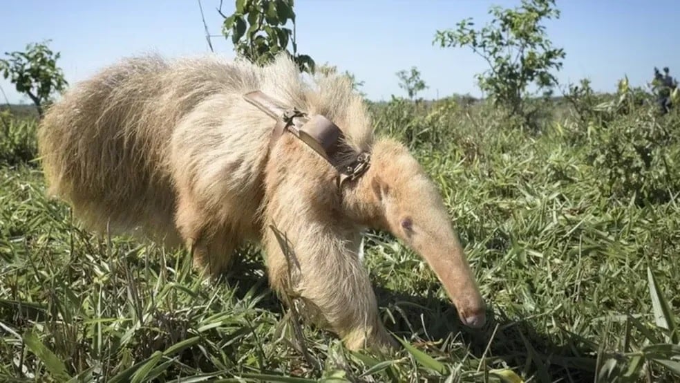 Pela 1ª vez, cientistas fotografam um dos roedores mais raros do