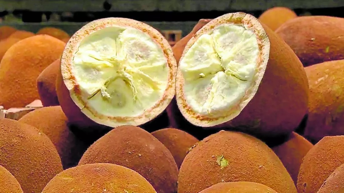 Riqueza do Norte, cupuaçu finalmente é considerado “fruta domesticada”