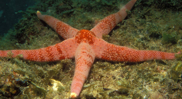 Cientistas descobrem que o corpo das estrelas-do-mar é uma grande cabeça