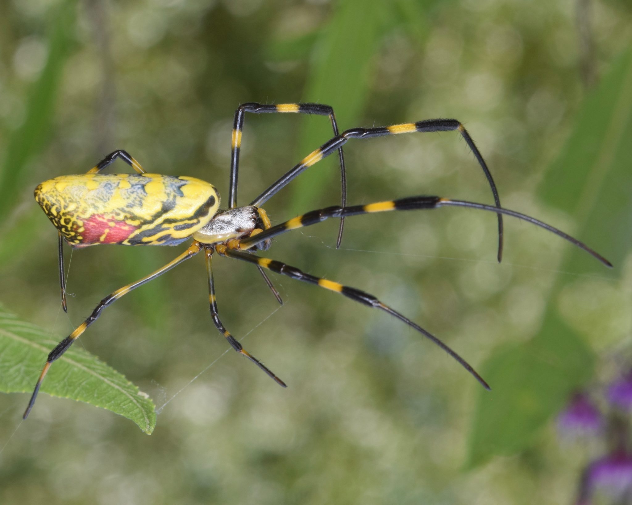 Gigantes e ‘voadoras’: cientistas fazem alerta para invasão de aranhas de 20 cm
