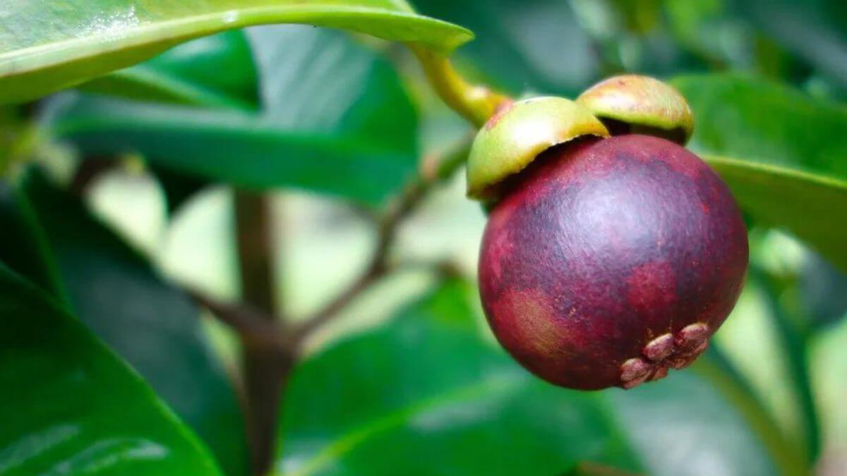 Melhor fruta do mundo pode custar até R$ 200 no Brasil; veja os benefícios