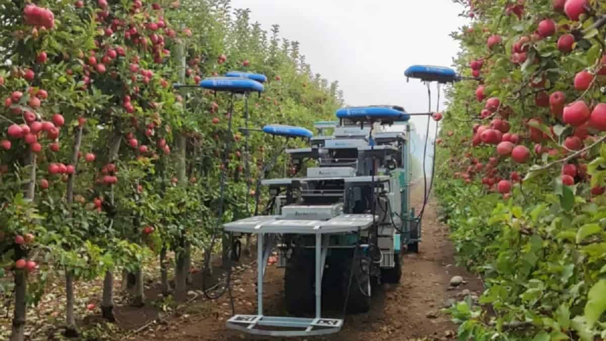 Robôs colhedores de frutas tornam-se cada vez mais comuns