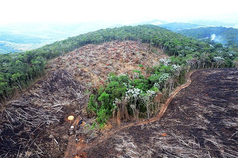 82% das espécies exclusivas da Mata Atlântica estão em extinção