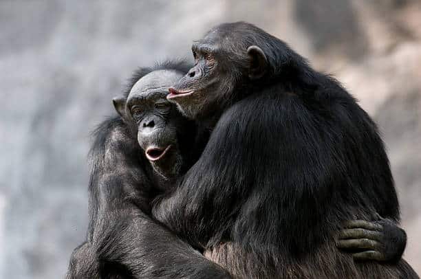 Fêmeas poderosas de primatas são mais comuns do que se imaginava