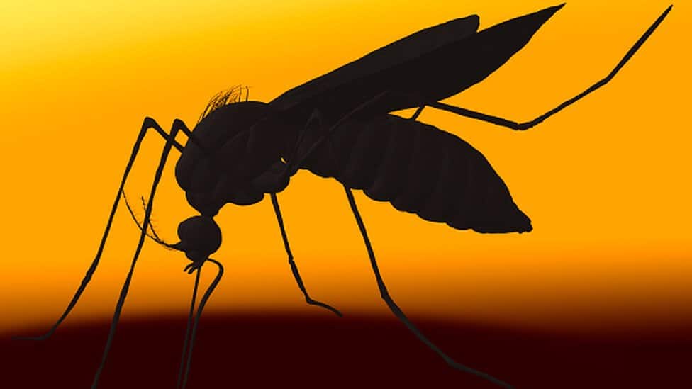 Casos de dengue foram maiores em cidades com temperaturas mais altas, mostra estudo