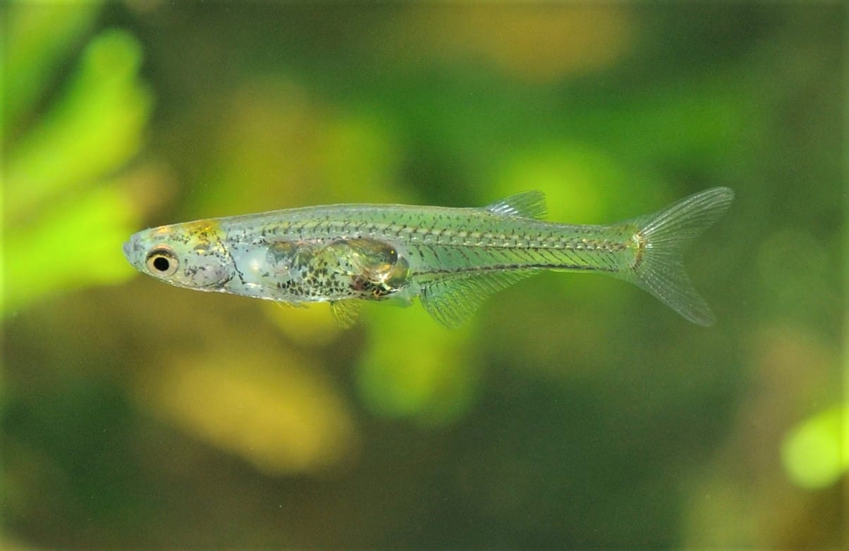 Um dos menores peixes do mundo emite um som tão alto quanto um tiro
